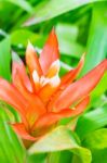 Colorful Blooming Bromeliad Plants Stock Photo