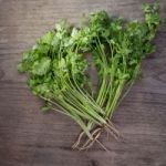 Coriander On Wooden Background,thai Tradition Herb And Vegetable Stock Photo