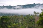 Amazon, View Of The Tropical Rainforest, Ecuador Stock Photo