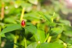 Songkhla Head Or Ginger Costus Speciosus Of Thailand Stock Photo