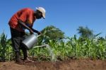 African Farmers Stock Photo