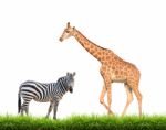 Zebra  Giraffe With Green Grass Isolated Stock Photo