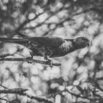 Rainbow Lorikeet Stock Photo