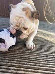 British Bulldog Chewing On A Football Stock Photo