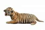 Baby Bengal Tiger Isolated Stock Photo