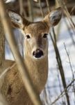 Beautiful Portrait Of A Cute Wild Deer In The Snowy Forest Stock Photo