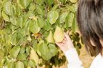 Picking Pears In Orchard Stock Photo