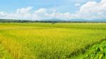 Landscape Rice Field Stock Photo