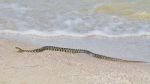 Water Snake At The Seashore Stock Photo