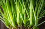 Green Stems And Roots Of Basil Close Up Stock Photo