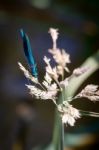 Damselfly (zygoptera) Stock Photo