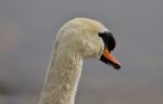 Beautiful Background With A Strong Mute Swan Stock Photo