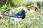 Beautiful Sooty-headed Bulbul (pycnonotus Aurigaster) Stock Photo