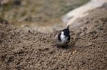 Red-whiskered Bulbul (pycnonotus Jocosus) At The Bioparc In Fuen Stock Photo