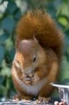 Eurasian Red Squirrel (sciurus Vulgaris) Stock Photo