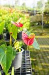 Red Anthurium Flower In A Pot Stock Photo