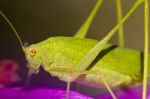 Sickle-bearing Bush-cricket (phaneroptera Falcata) Stock Photo