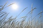 Reed In Tropical Field Stock Photo