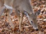 Beautiful Closeup Of The Cute Deer In The Forest Stock Photo