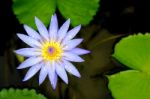 Blue Lotus Flower On The Pond Stock Photo