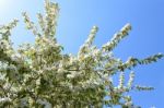 The Blooming Of Apple Trees Stock Photo