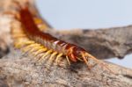 Centipede Stock Photo