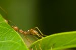 Red Ant So Tired Stock Photo