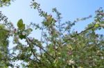 The Blooming Of Apple Trees Stock Photo