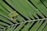 Tree Frog Stock Photo