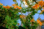 Latrun Church Garden Stock Photo