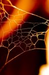 Golden Spider Web Stock Photo