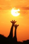 Giraffe Silhouette - African Wildlife - The Golden Pair Stock Photo