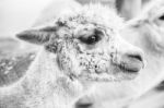 Alpaca In A Field. Black And White  Stock Photo