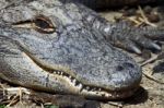 Alligator Stock Photo