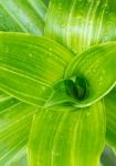 Green Leaf Background Stock Photo