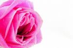 Pink Rose Isolated On White Stock Photo