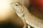 Lizard Portrait Stock Photo