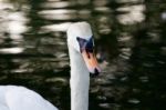 The Close-up Of The Mute Swan Female Stock Photo