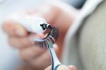 Prepare To False Eyelashes Stock Photo