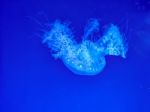 Glowing Jellyfish Under Dark Water Stock Photo