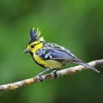 Male Yellow-cheeked Tit Stock Photo