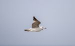 Seagull Flying Near The Coast Stock Photo