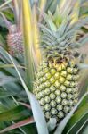 Pineapple Farm Stock Photo