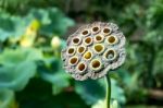 Lotus Flower (nelumbo Nucifera) Stock Photo