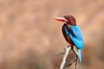 White-throated Kingfisher Stock Photo