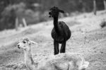 Alpacas In A Field. Black And White  Stock Photo