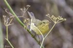 Willow Warbler Stock Photo