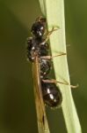 Harvester Ant (messor Barbarus) Stock Photo