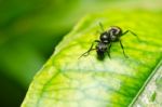 Black Ant In Green Nature Stock Photo