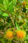 Rambutan Fruit Stock Photo